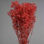 Gypsophila stabilizzata - 68 Cm / Rosso