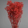 Gypsophila stabilizzata - 68 Cm / Rosso