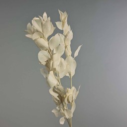 Ruscus stabilizzato - 70 Cm / Bianco
