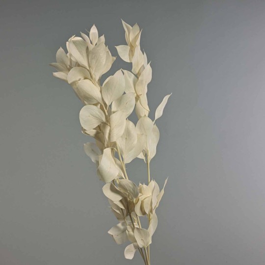 Ruscus stabilizzato - 70 Cm / Bianco