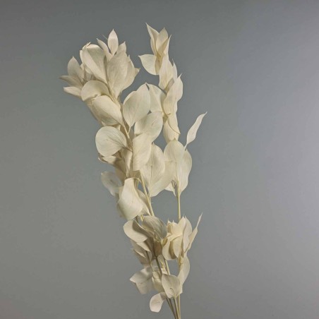 Ruscus stabilizzato - 70 Cm / Bianco