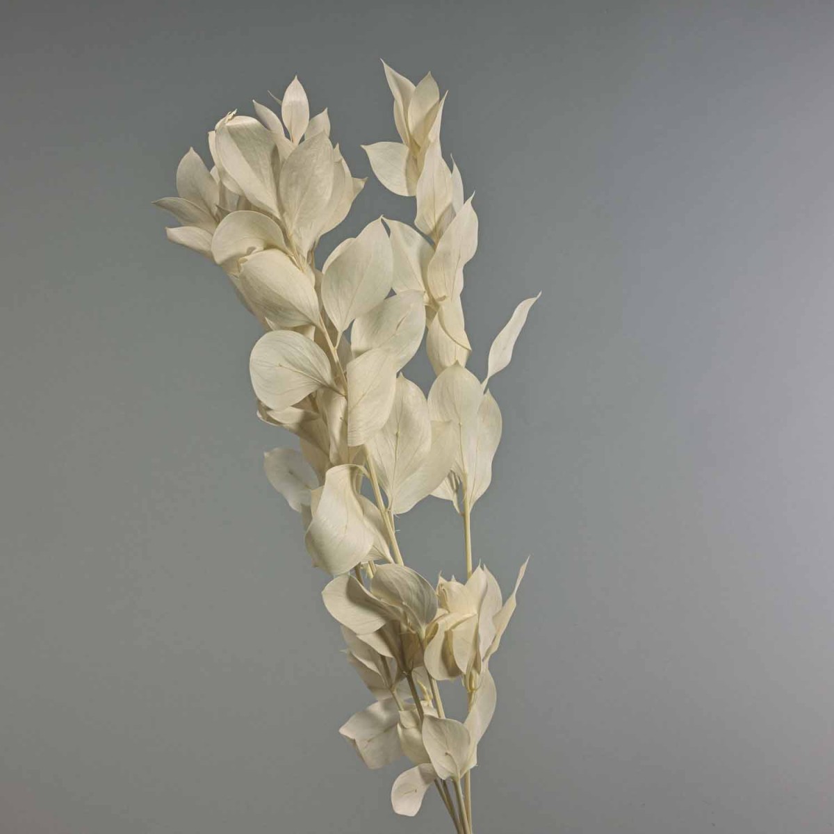Ruscus stabilizzato - 70 Cm / Bianco