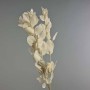 Ruscus stabilizzato - 70 Cm / Bianco