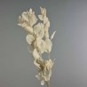 Ruscus stabilizzato - 70 Cm / Bianco
