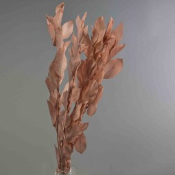Ruscus stabilizzato - 70 Cm / Rosa