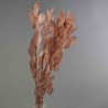 Ruscus stabilizzato - 70 Cm / Rosa