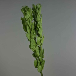 Ruscus stabilizzato - 70 Cm / Verde