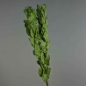 Ruscus stabilizzato - 70 Cm / Verde
