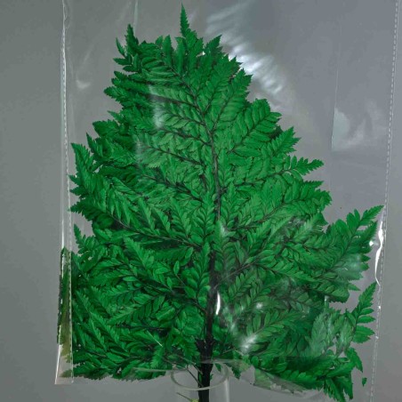 Felce "Holly" stabilizzata - 47 Cm / Verde