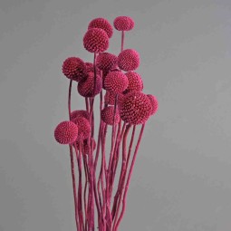 Craspedia stabilizzata - 60 Cm / Magenta