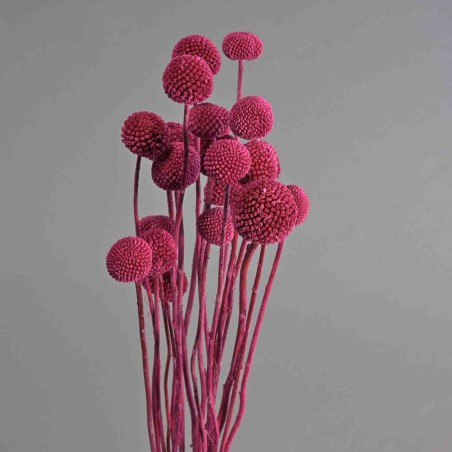 Craspedia stabilizzata - 60 Cm / Magenta