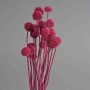 Craspedia stabilizzata - 60 Cm / Magenta