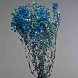 Gypsophila stabilizzata - 68 Cm / Blu chiaro