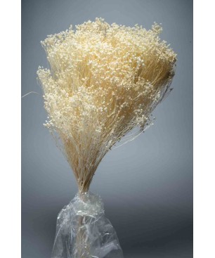 Broom Bloom essiccato 100 G - Bianco