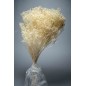 Broom Bloom essiccato 100 G - Bianco