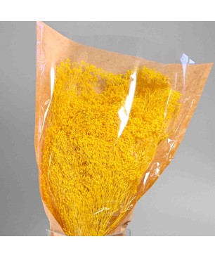 Broom Bloom essiccato 100 G - Giallo