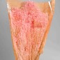 Broom Bloom essiccato 100 G - Rosa chiaro