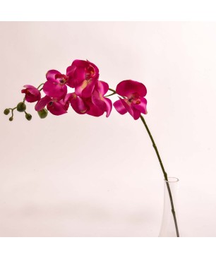 Orchidea Phalaenopsis "Real touch" - Viola