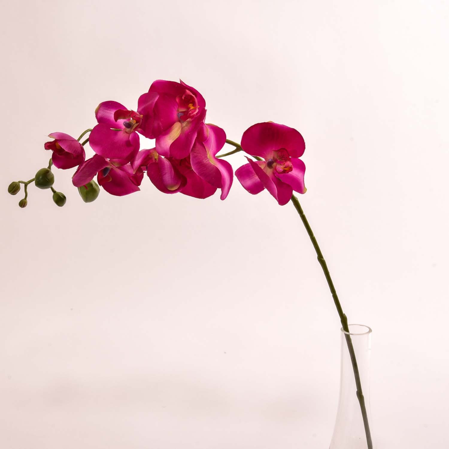 Orchidea Phalaenopsis "Real touch" - Viola