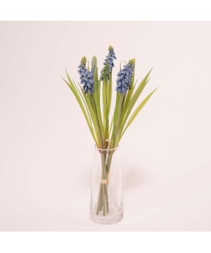 Muscari mazzetto - Assortito