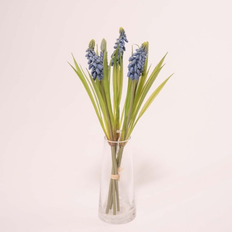 Muscari mazzetto - Assortito