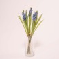 Muscari mazzetto - Assortito