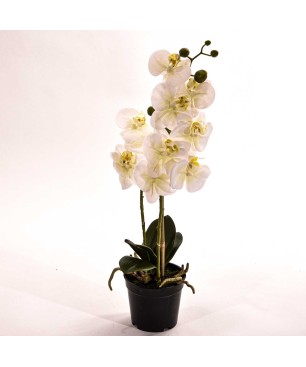 Orchidea Phalaenopsis bianca in vaso - H 45 CM