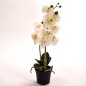 Orchidea Phalaenopsis bianca in vaso - H 45 CM