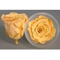 Rose Stabilizzate in vari colori - Confezione 6 pezzi - Toffee chiaro