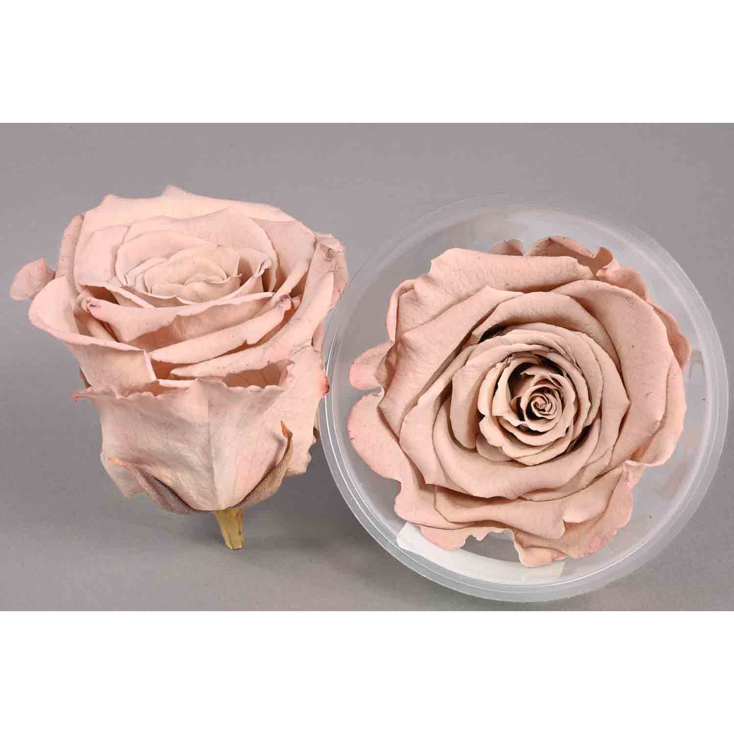 Rose Stabilizzate in vari colori - Confezione 6 pezzi - Marrone chiaro