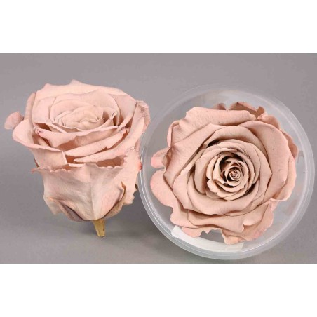 Rose Stabilizzate in vari colori - Confezione 6 pezzi - Marrone chiaro