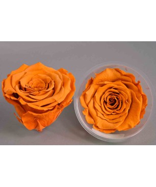 Rose Stabilizzate in vari colori - Confezione 6 pezzi - Toffee