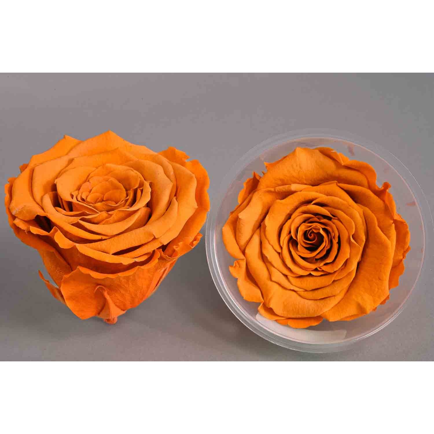 Rose Stabilizzate in vari colori - Confezione 6 pezzi - Toffee