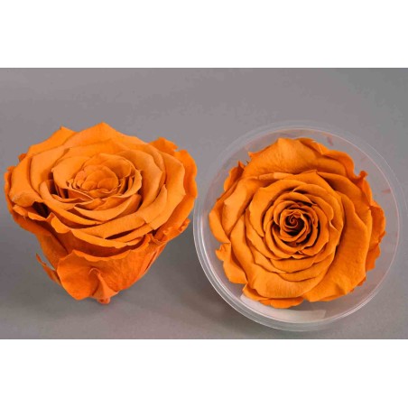 Rose Stabilizzate in vari colori - Confezione 6 pezzi - Toffee