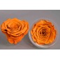 Rose Stabilizzate in vari colori - Confezione 6 pezzi - Toffee