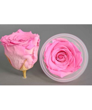 Rose Stabilizzate in vari colori - Confezione 6 pezzi - Bicolore rosa