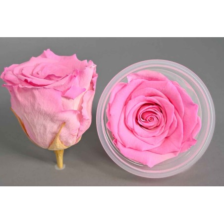 Rose Stabilizzate in vari colori - Confezione 6 pezzi - Bicolore rosa