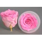 Rose Stabilizzate in vari colori - Confezione 6 pezzi - Bicolore rosa