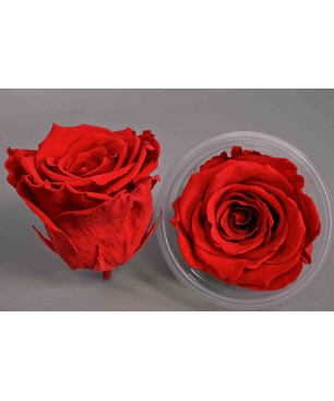 Rose Stabilizzate in vari colori - Confezione 6 pezzi - Rosso amaranto