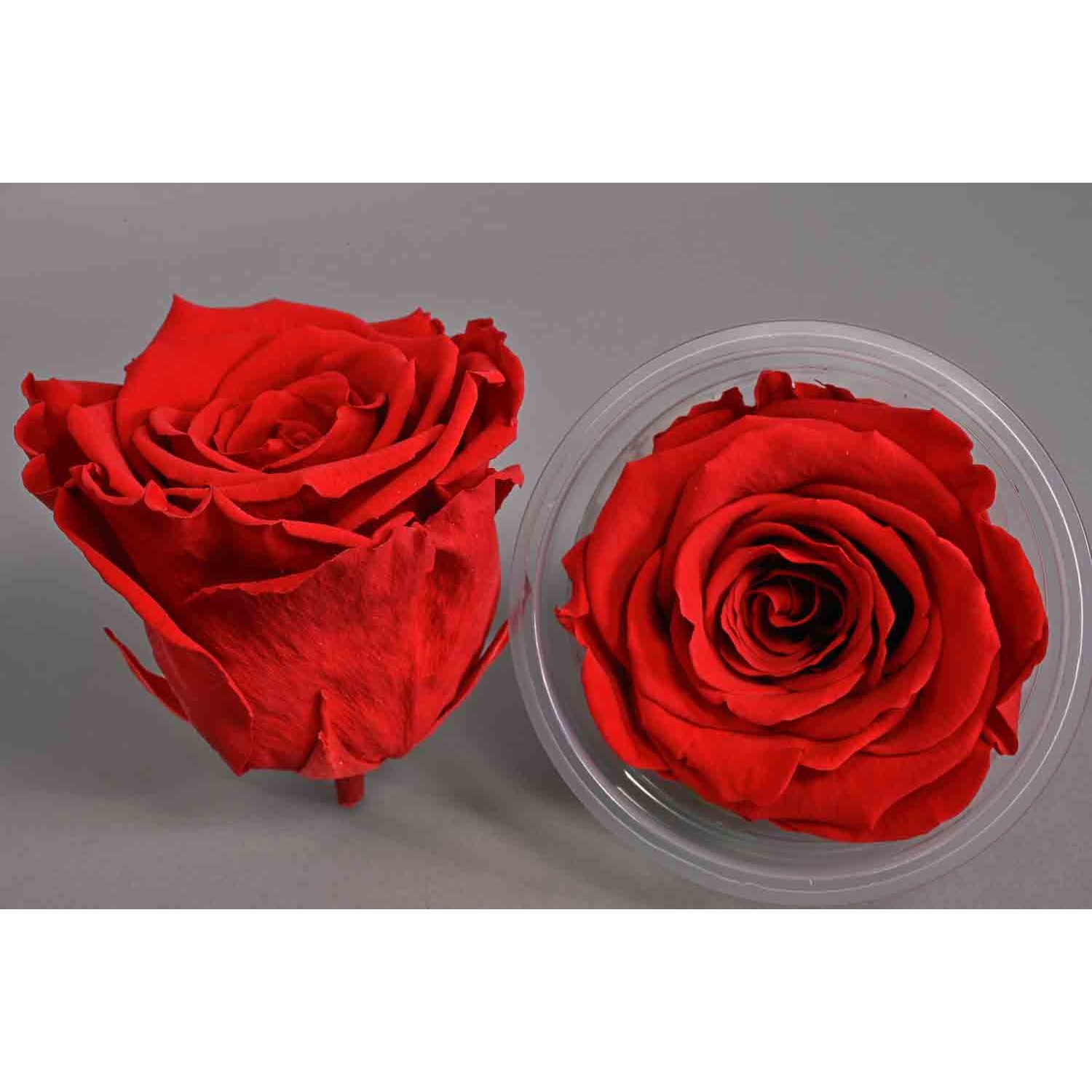 Rose Stabilizzate in vari colori - Confezione 6 pezzi - Rosso amaranto