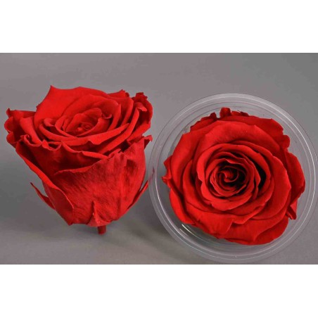 Rose Stabilizzate in vari colori - Confezione 6 pezzi - Rosso amaranto