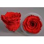 Rose Stabilizzate in vari colori - Confezione 6 pezzi - Rosso amaranto