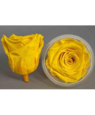 Rose Stabilizzate in vari colori - Confezione 6 pezzi - Giallo