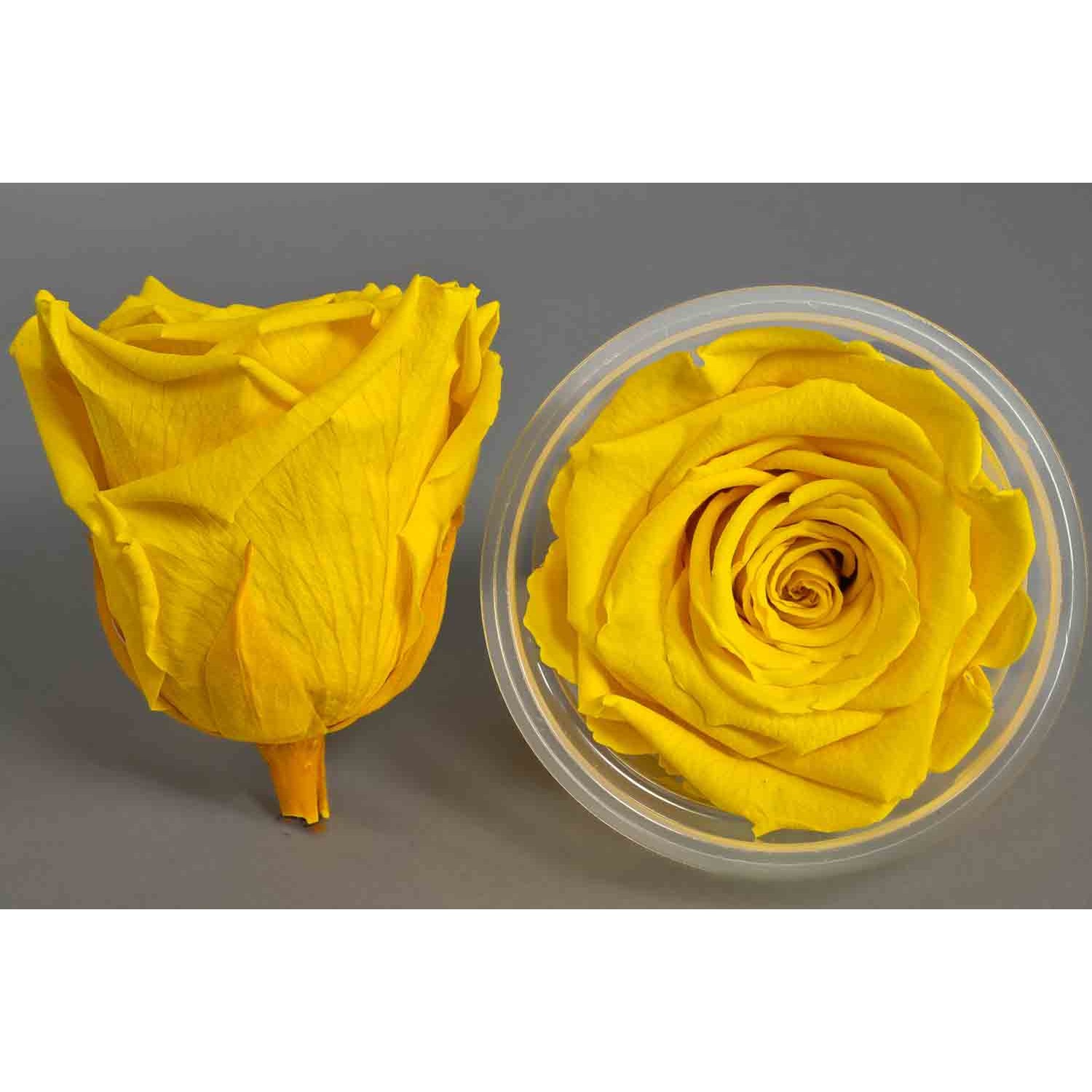 Rose Stabilizzate in vari colori - Confezione 6 pezzi - Giallo