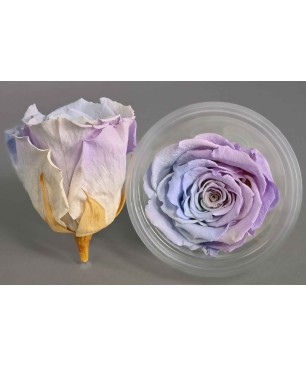 Rose Stabilizzate in vari colori - Confezione 6 pezzi - Azzurro/Lilla