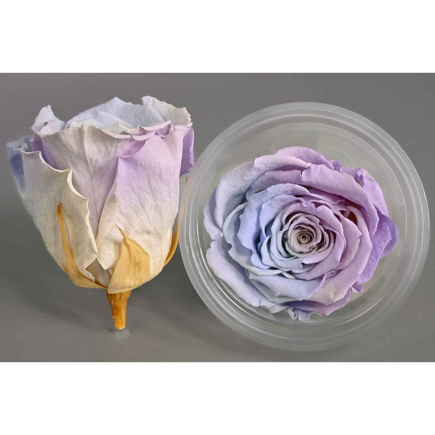 Rose Stabilizzate in vari colori - Confezione 6 pezzi - Azzurro/Lilla