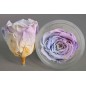 Rose Stabilizzate in vari colori - Confezione 6 pezzi - Azzurro/Lilla