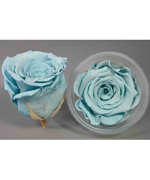 Rose Stabilizzate in vari colori - Confezione 6 pezzi - Azzurro 