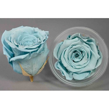 Rose Stabilizzate in vari colori - Confezione 6 pezzi - Azzurro 