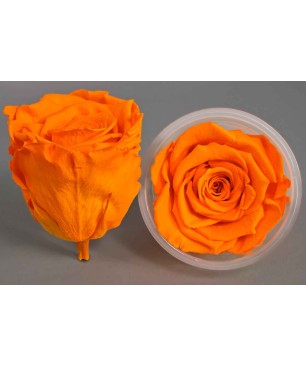 Rose Stabilizzate in vari colori - Confezione 6 pezzi - Arancio